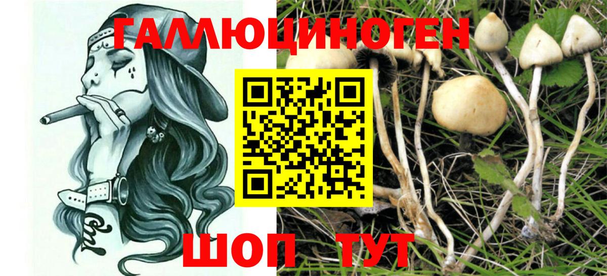 Хабаровск  Псилоцибиновые грибы MAGIC MUSHROOMS  как найти   Вход с VPN  Галлюциногенные грибы Psilocybine cubensis 